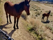 Humboldt-Toiyabe National Forest