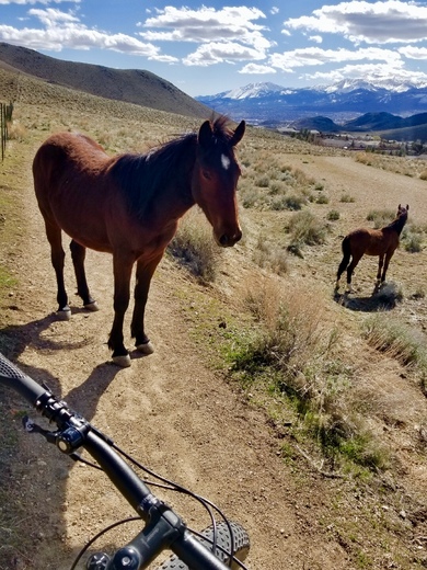 Humboldt-Toiyabe National Forest