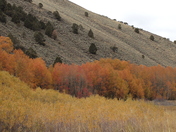 Humboldt-Toiyabe National Forest