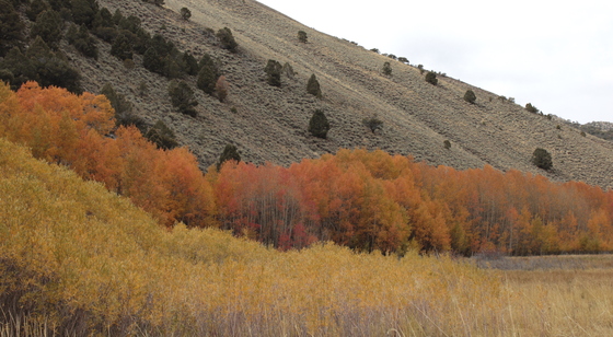 Humboldt-Toiyabe National Forest