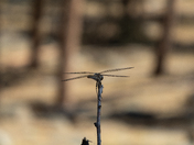 Devils Tower National Monument