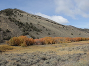 Humboldt-Toiyabe National Forest