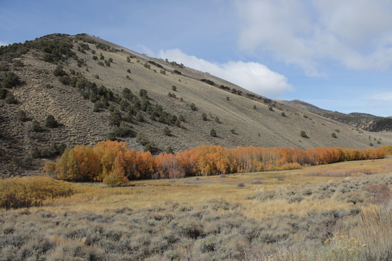 Humboldt-Toiyabe National Forest