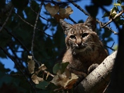 Los Padres National Forest