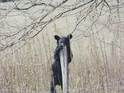 Great Smoky Mountains National Park