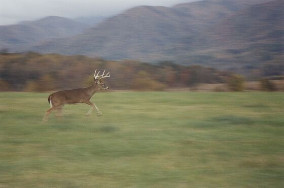 Great Smokey Mountains National Park