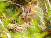 Olympic National Park