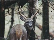 Great Smokey Mountains National Park