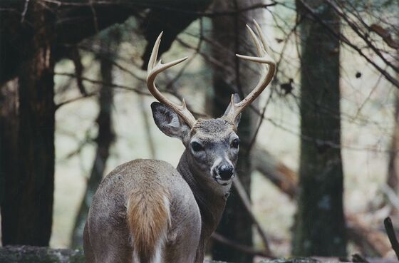 Great Smokey Mountains National Park