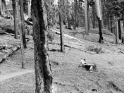 Yosemite National Park