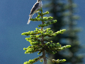 Mount Rainier National Park