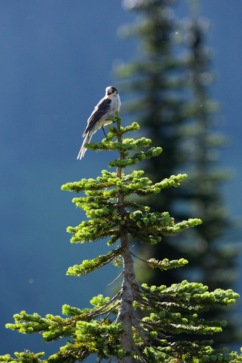 Mount Rainier National Park