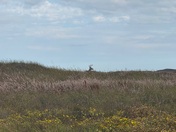 Padre Island National Seashore