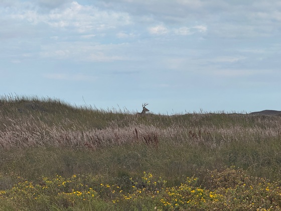 Padre Island National Seashore