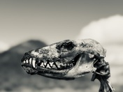 Humboldt-Toiyabe National Forest