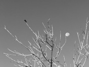 Humboldt-Toiyabe National Forest