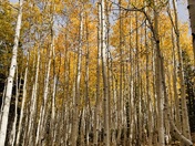 Humboldt-Toiyabe National Forest