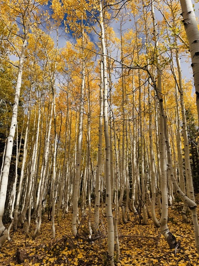 Humboldt-Toiyabe National Forest