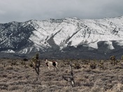 Humboldt-Toiyabe National Forest