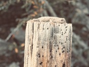 Humboldt-Toiyabe National Forest