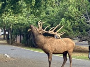 Grand Canyon National Park