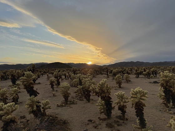 Joshua Tree National Park 