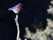 Los Padres National Forest