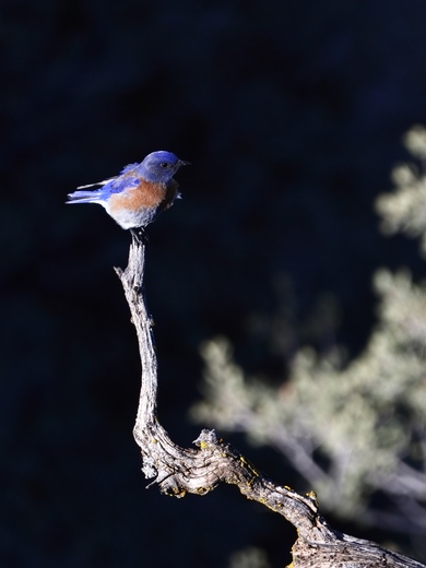 Los Padres National Forest