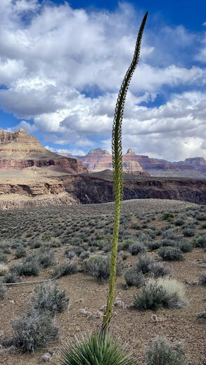 Grand Canyon National Park