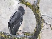 Pinnacles National Park