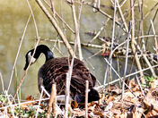 Cuyahoga Valley National Park