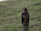 Pinnacles National Park