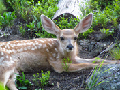 Rocky Mountain National Park