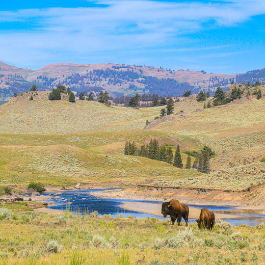 Yellowstone National Park