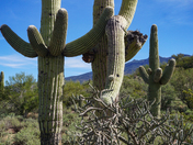 Saguaro National Park