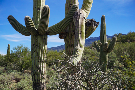 Saguaro National Park