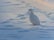 Lifer on the Last Day of 2025