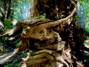 Redwoods National Park 