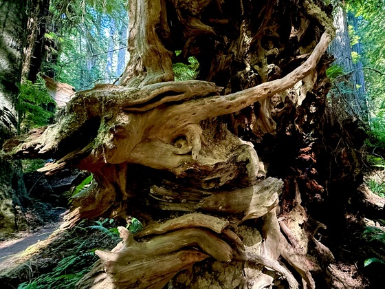 Redwoods National Park 