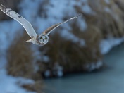 New Year's Eve Surprise 