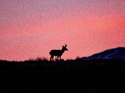 Onaqui Herd Management Area