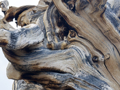 Ancient Bristlecone Pine Forest