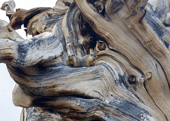 Ancient Bristlecone Pine Forest