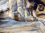 Inyo National Forest