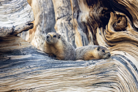 Inyo National Forest