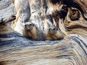 Ancient Bristlecone Pine Forest