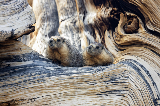 Ancient Bristlecone Pine Forest