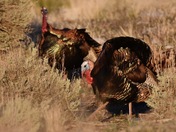 Great Basin National Park