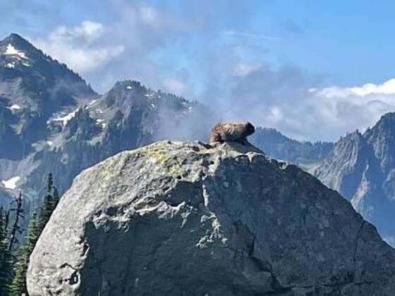 Mount Rainer National Park