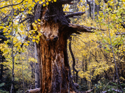 San Isabel National Forest
